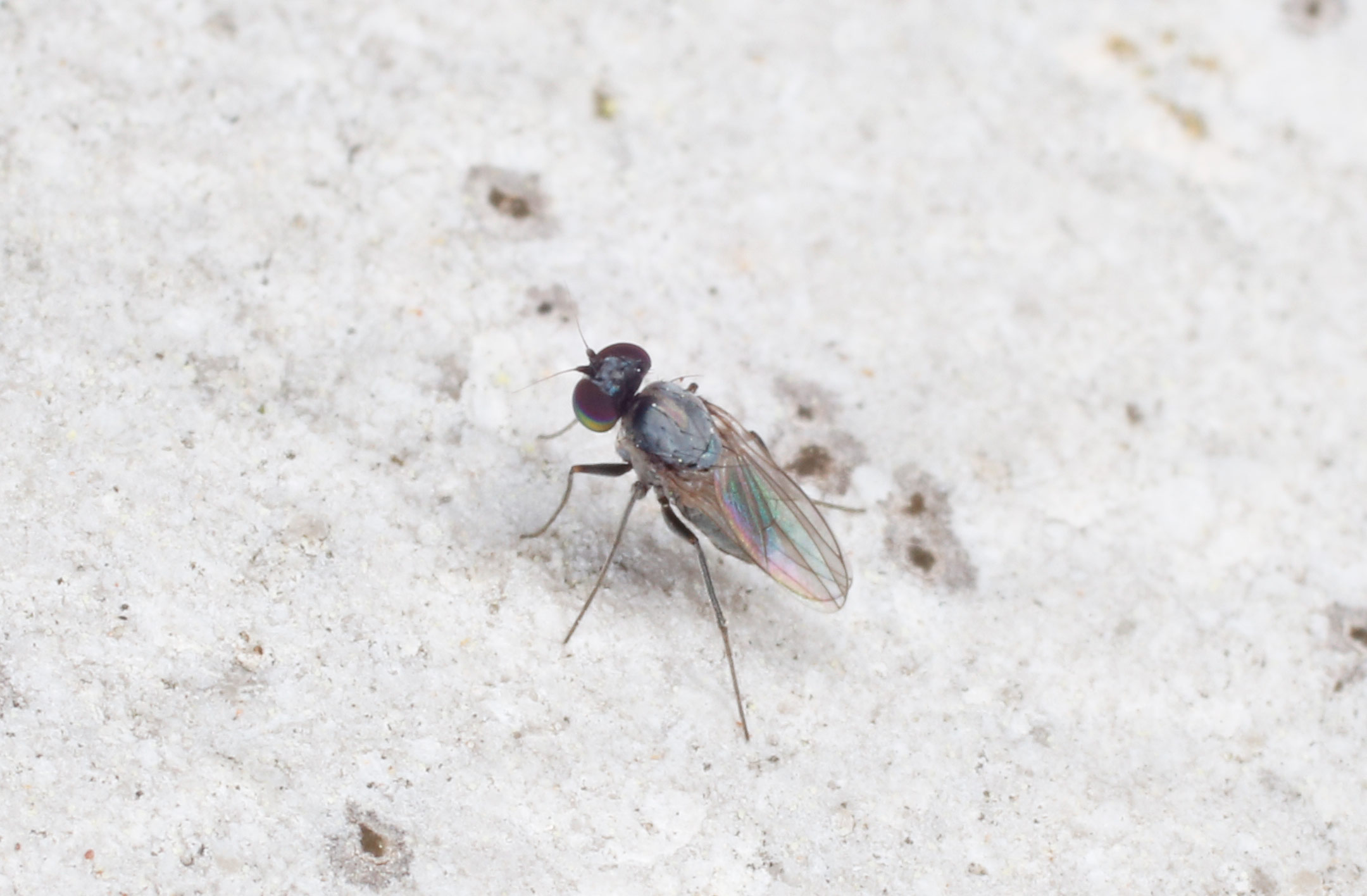 Diptera da ID: cfr. Dolichopodidae sp.